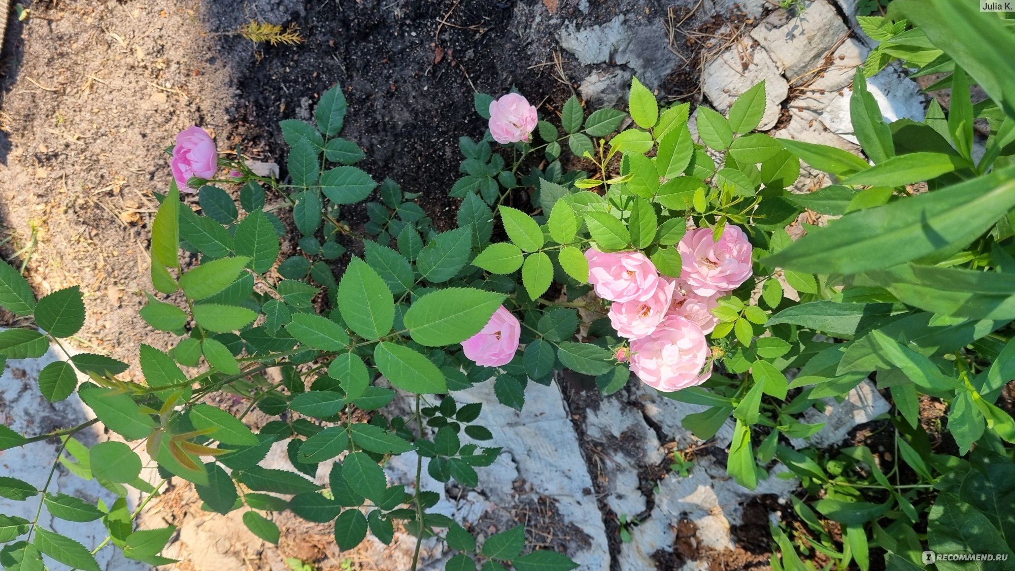 Плетистая роза возле колодца