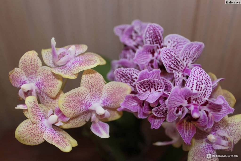 Особенности посадки и выращивания орхидеи Абба