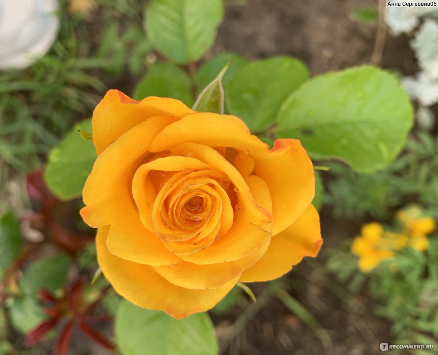 Характеристика розы керио и отзывы покупателей на форуме
