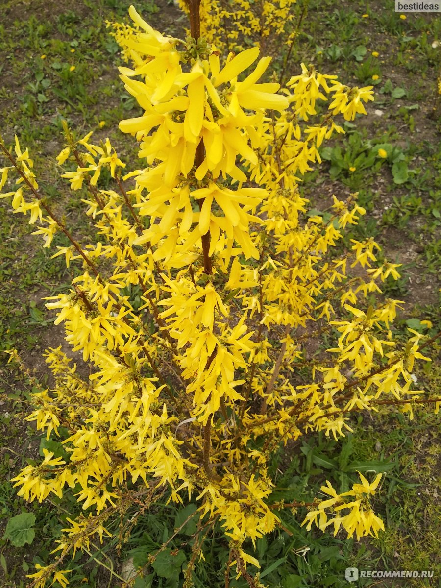 Форзиция промежуточная ( Forsythia x intermedia Zabel) - «Разрыв шаблонов:  это когда вместо листьев - цветы » | отзывы