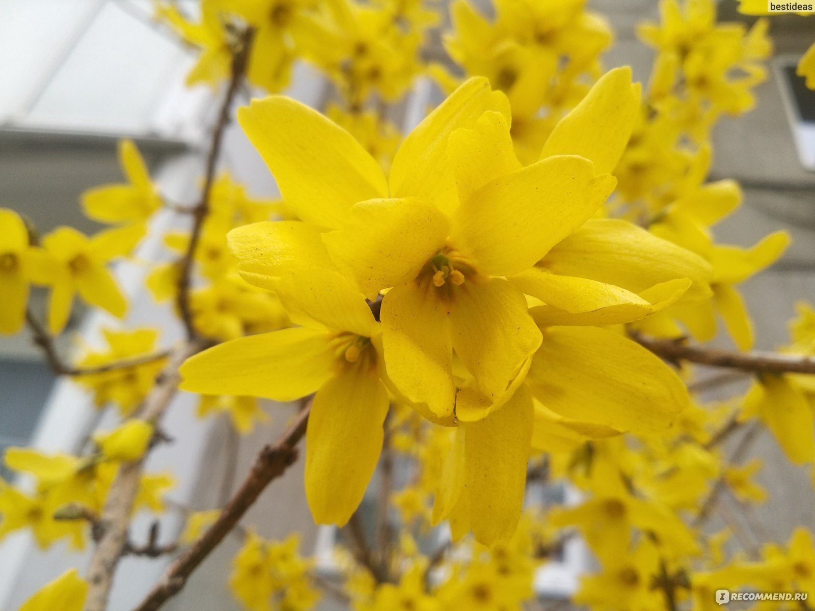 Форзиция промежуточная ( Forsythia x intermedia Zabel) - «Разрыв шаблонов:  это когда вместо листьев - цветы » | отзывы