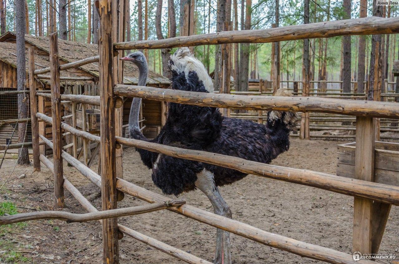 зоопарк великий устюг