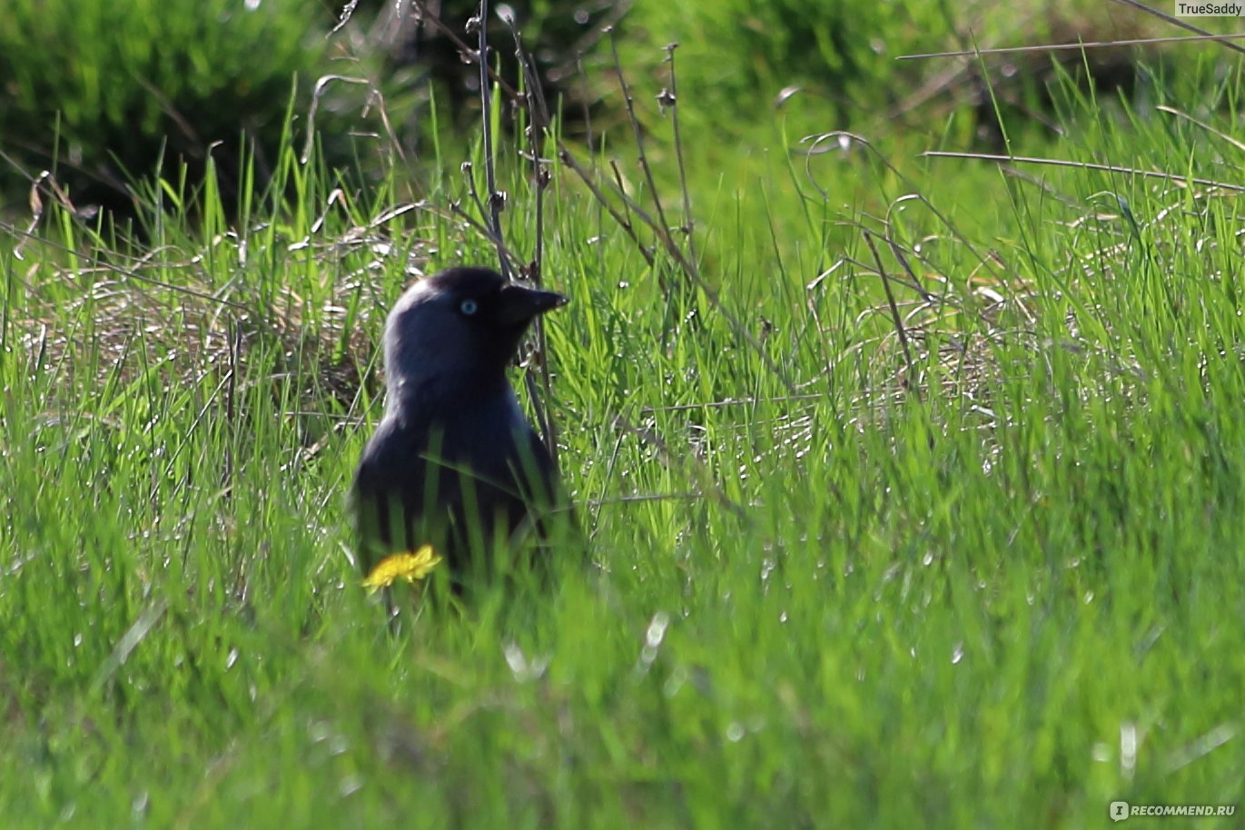 Canon RP - «Почти 2 года, как купил. Сравниваю с тем, что было до РП ...
