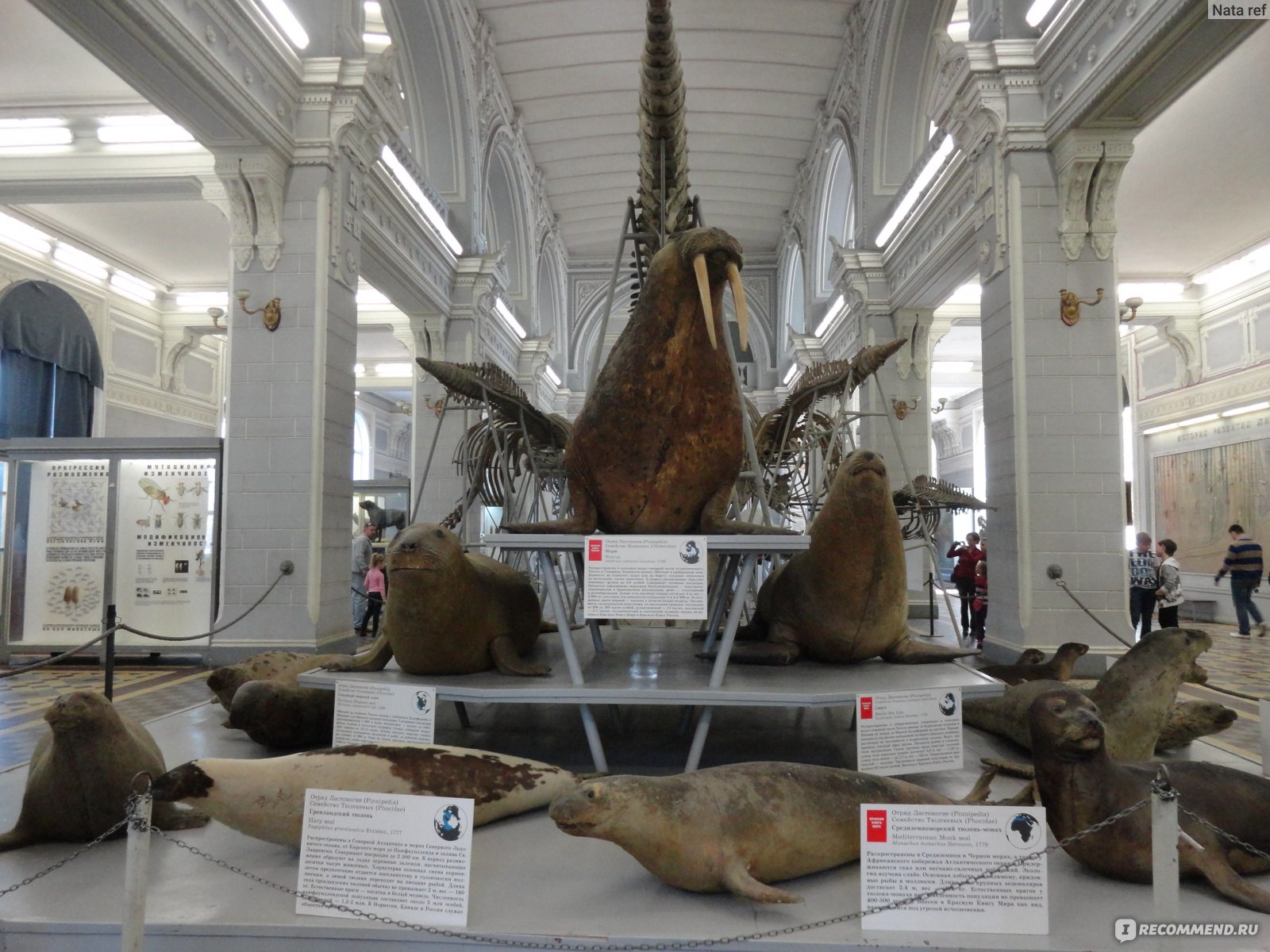 зоологический музей санкт петербург экспонаты