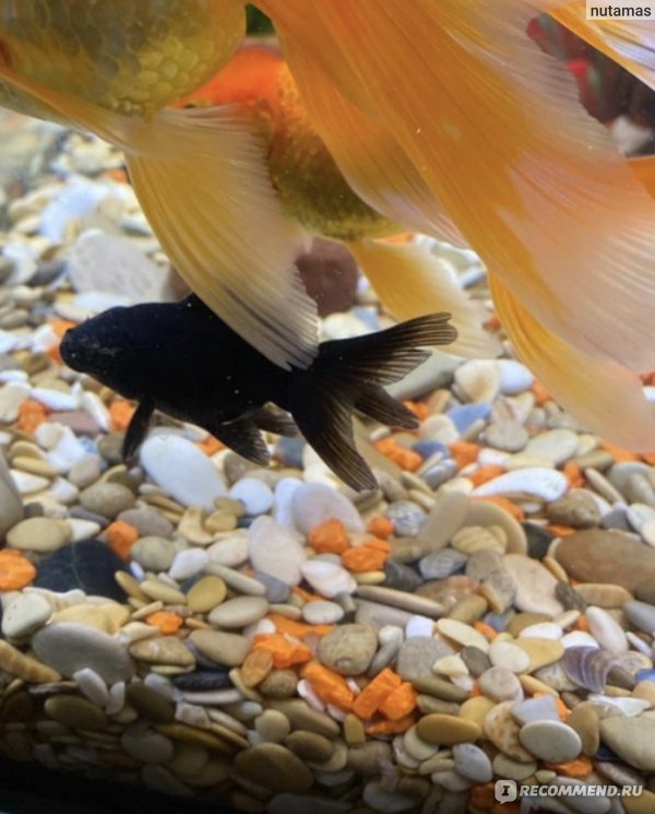 Золотая рыбка лежит на дне