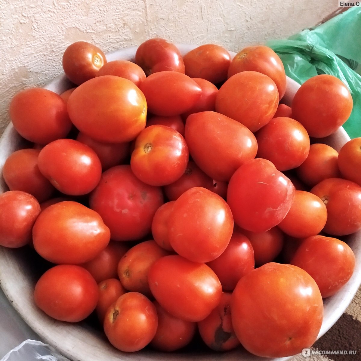 Сорт томатов оля f1
