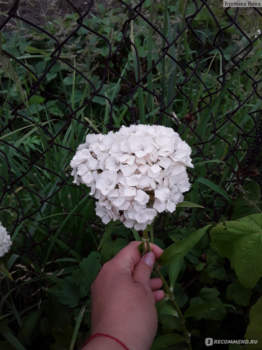 Турецкая гвоздика ( Dianthus barbatus) - «Долгое и очень красивое цветение.  В уходе не прихотливо. Это всё Турецкая гвоздика. » | отзывы