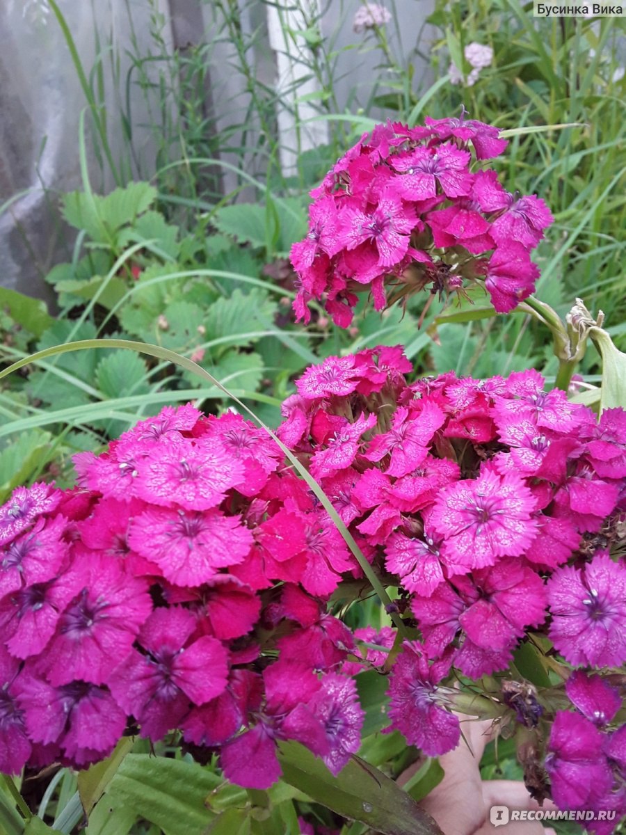 Турецкая гвоздика ( Dianthus barbatus) - «Долгое и очень красивое цветение.  В уходе не прихотливо. Это всё Турецкая гвоздика. » | отзывы