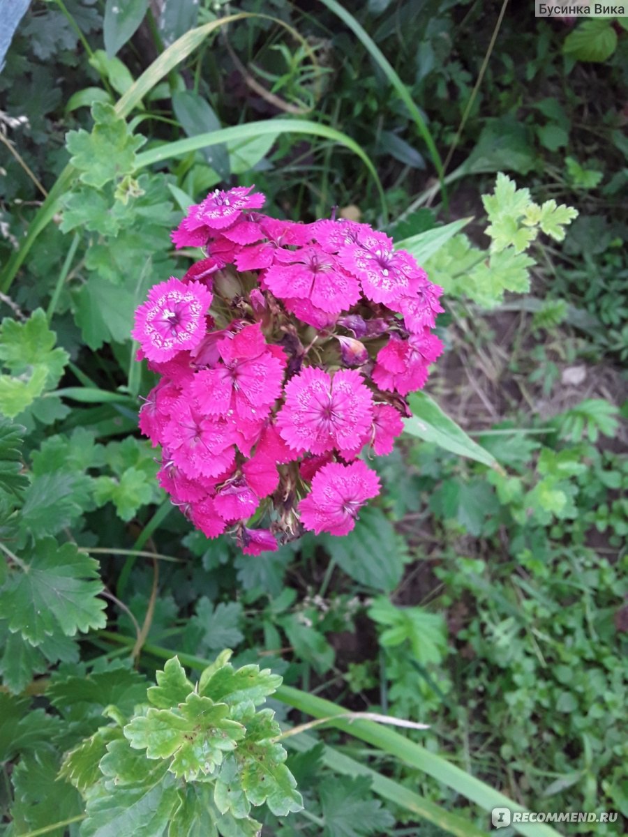 Турецкая гвоздика ( Dianthus barbatus) - «Долгое и очень красивое цветение.  В уходе не прихотливо. Это всё Турецкая гвоздика. » | отзывы