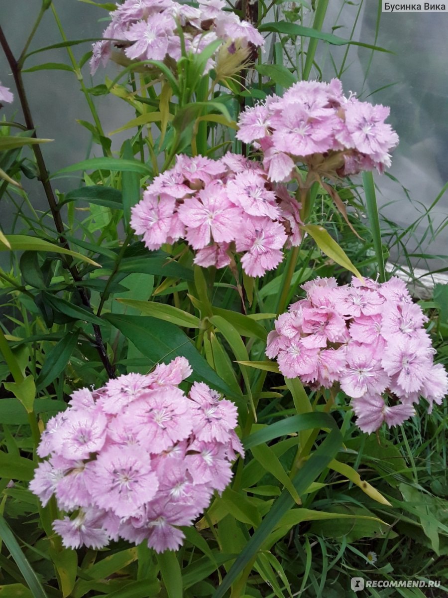 Турецкая гвоздика ( Dianthus barbatus) - «Долгое и очень красивое цветение.  В уходе не прихотливо. Это всё Турецкая гвоздика. » | отзывы