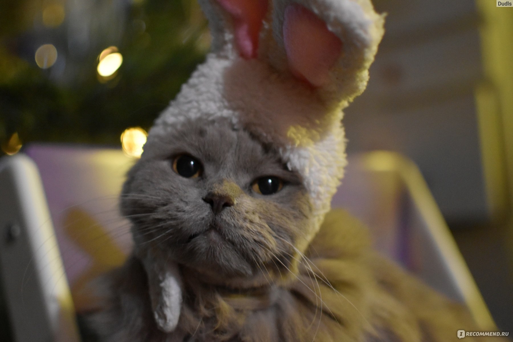 кот в шапке зайца
