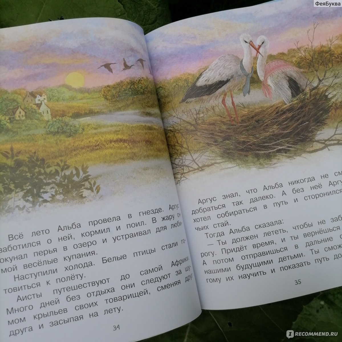 Как я родился? Сказки капустой феи. Наталия Немцова - «Отличная самая самая  первая книга о том откуда берутся дети» | отзывы