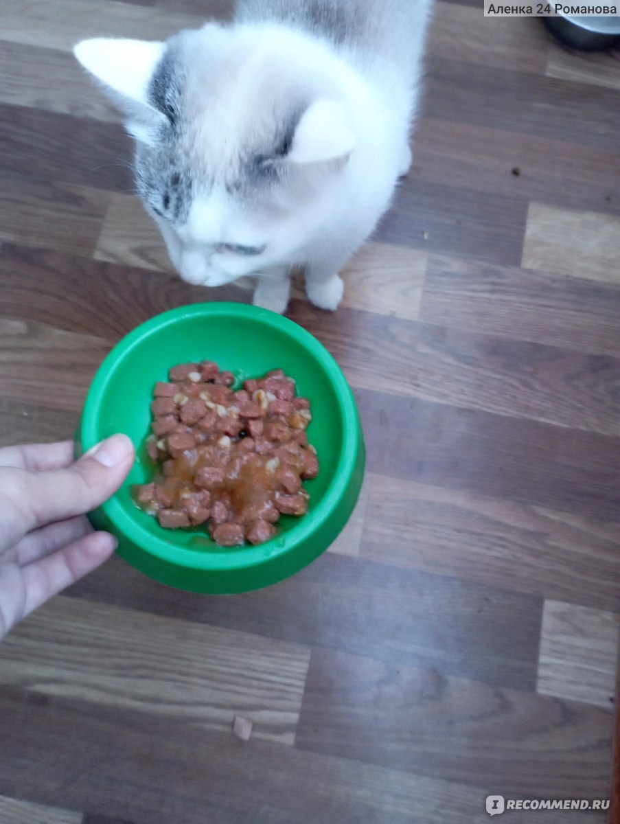 можно ли кормить кошку гречкой с кормом
