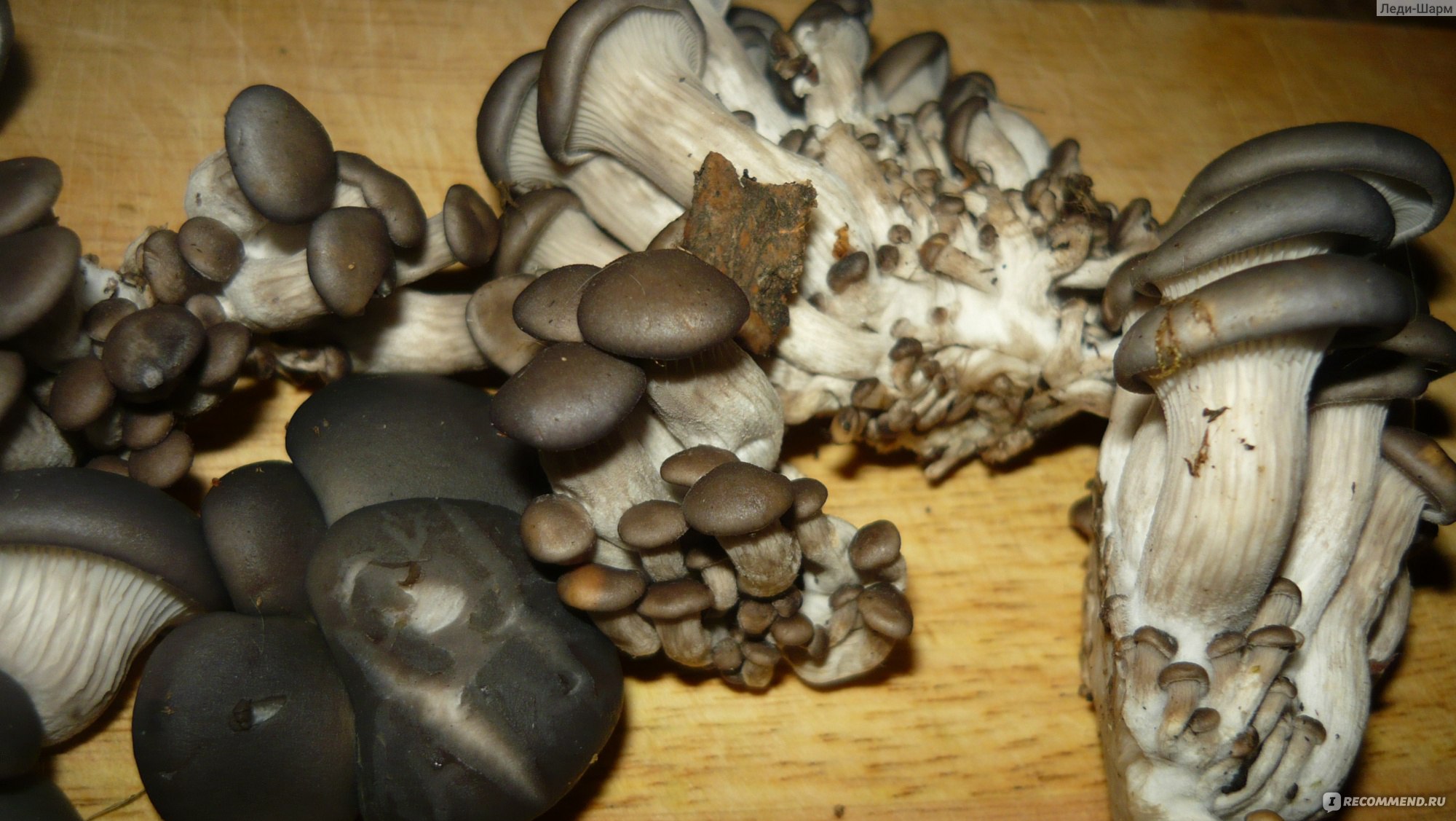 Как вырастить белый гриб в теплице - Всё про теплицы