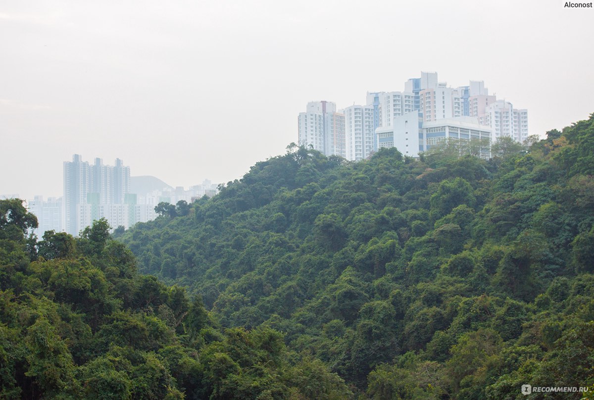 Абердин Кантри парк, Гонконг / Aberdeen Country Park, Hong Kong - «Джунгли  в большом городе, Абердинское водохранилище и ходьба по гальке  по-гонконгски» | отзывы