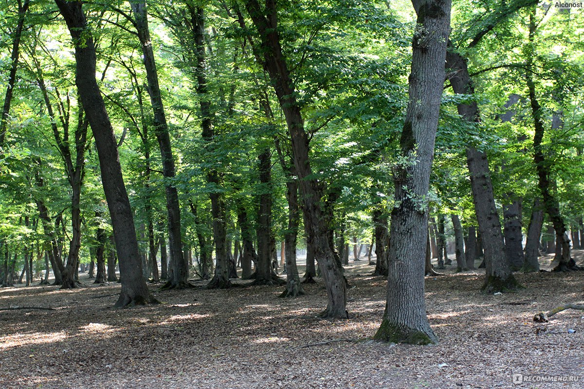 Самурский лес, Дагестан - «Уникальный реликтовый лес, древние лианы и  дерево с досковидными корнями, разъяренная корова и предупреждение  аллергикам» | отзывы