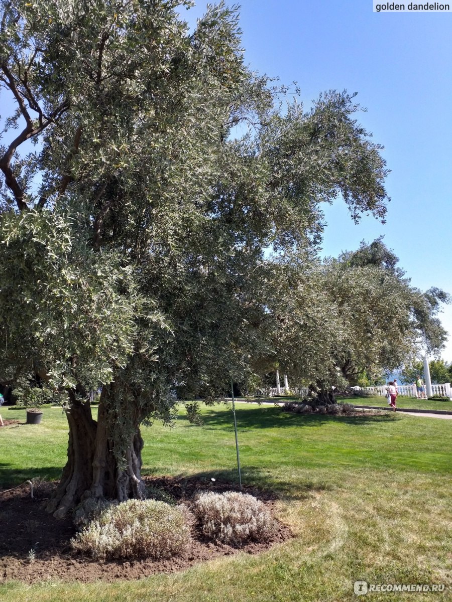 Олива Крым дерево