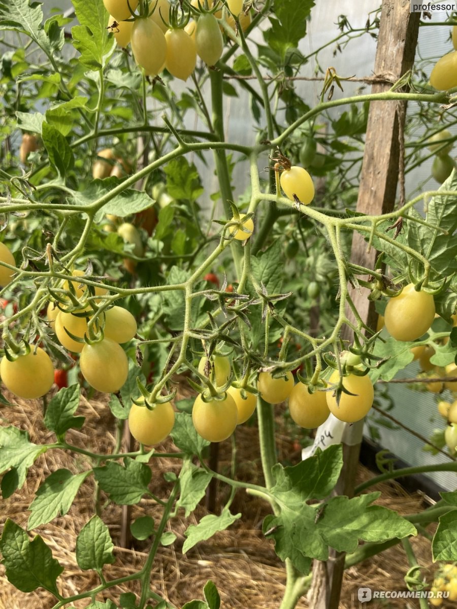Сумасшедшая вишня барри томат описание и фото