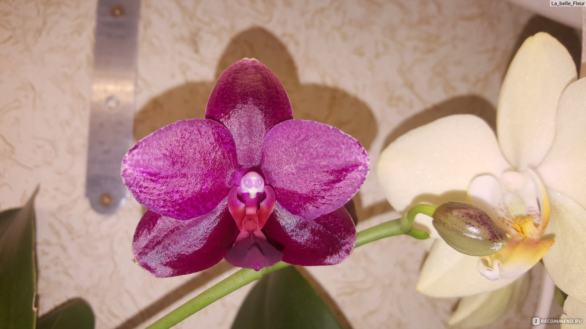 Сого релакс Орхидея