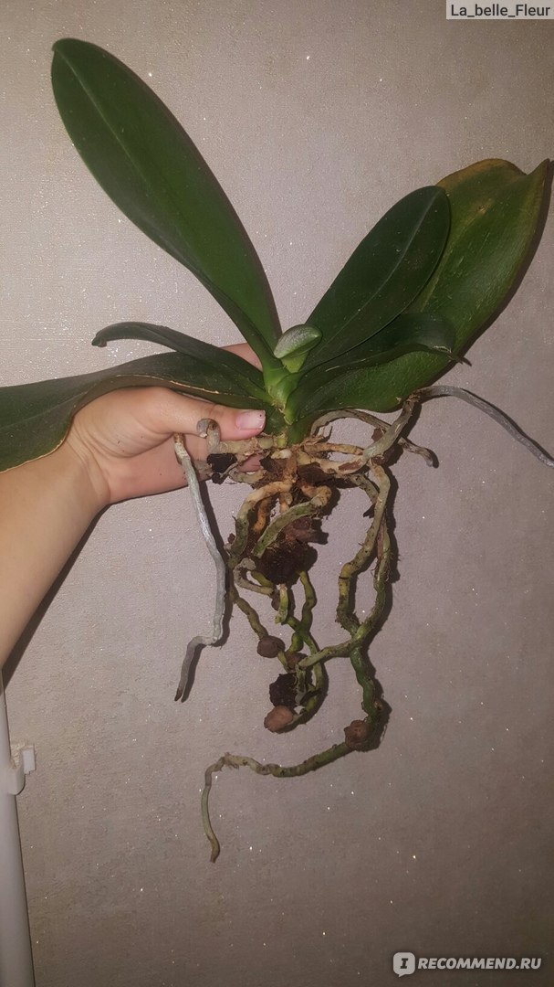 Можно ли спасти орхидею без корней и листьев и как это сделать?