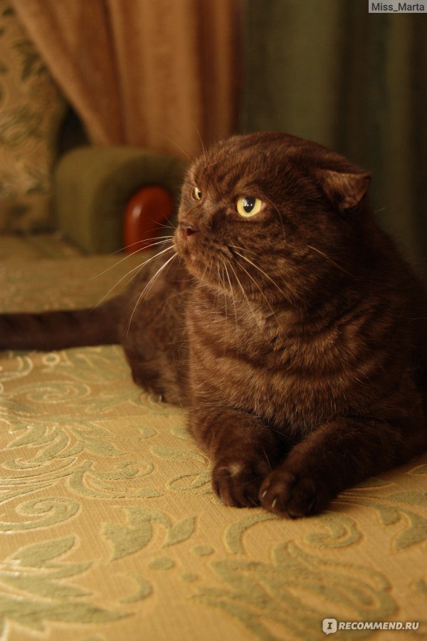 Скоттиш-фолд (Шотландская вислоухая кошка) - «Три кота и три характера» |  отзывы