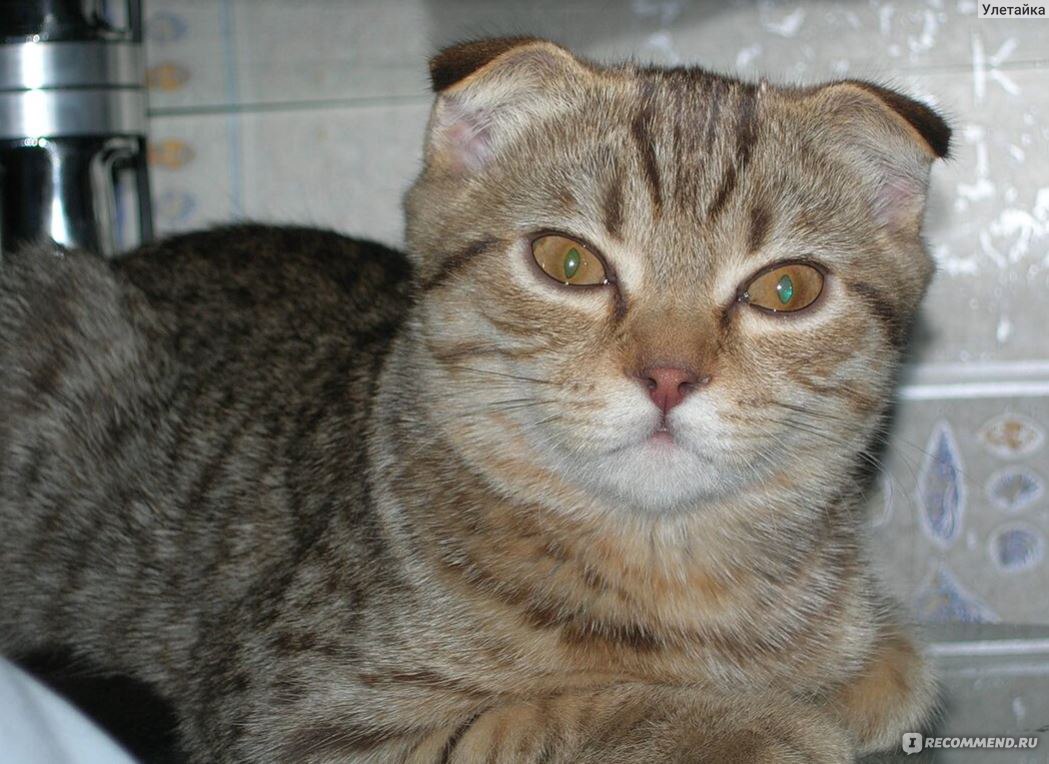 Скоттиш-фолд (Шотландская вислоухая кошка) - «16 лет с моей вислоушкой  Глашей и фото ее деток.» | отзывы