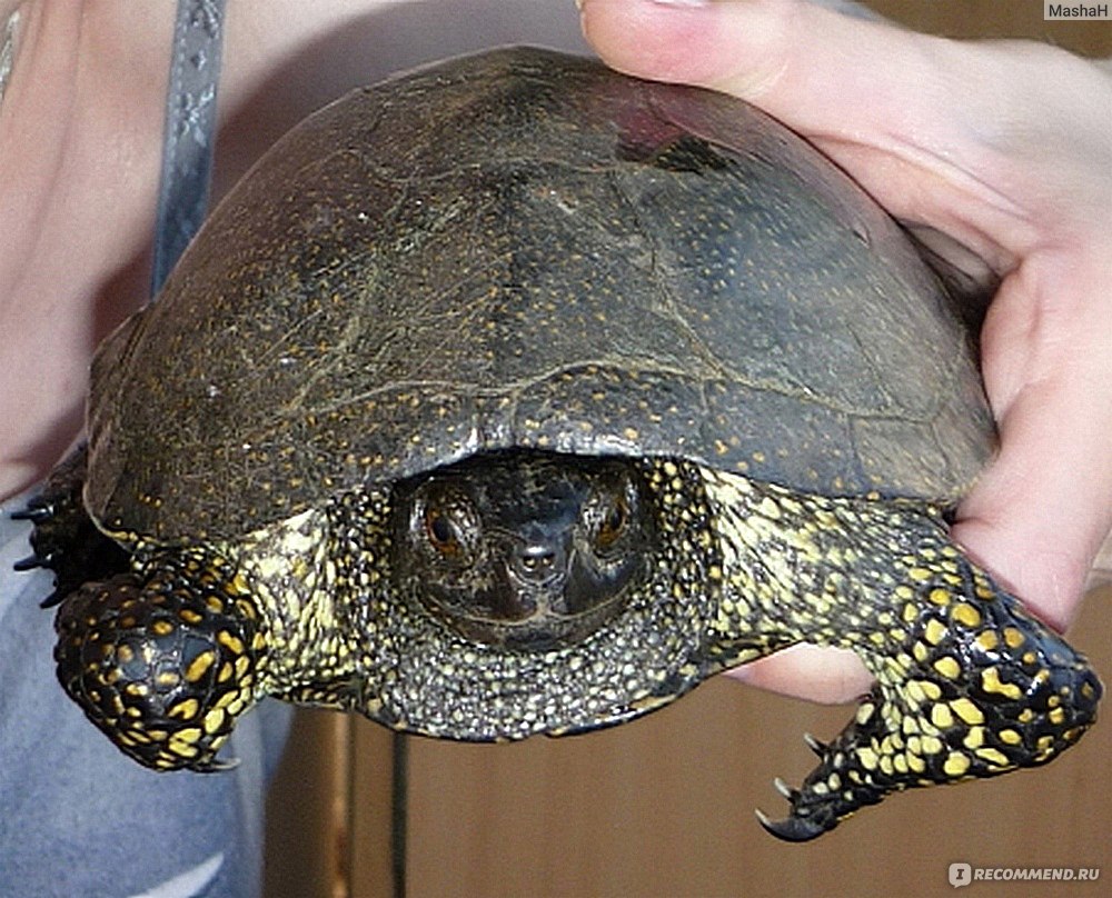 Европейская болотная черепаха - «Замечательная, красивая и интересная  питомица, если есть где содержать и готов принять своеобразие её рациона  🐢» | отзывы