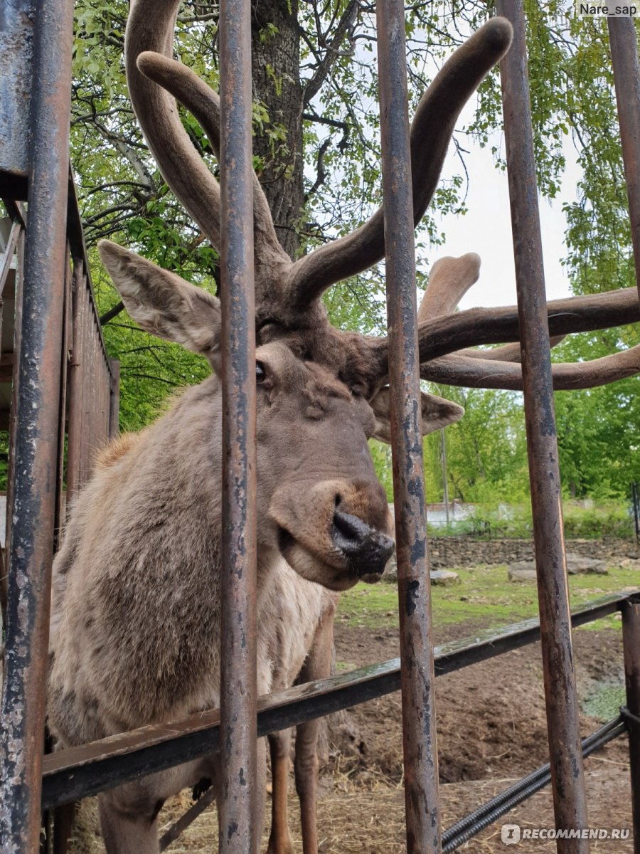 казанский зоопарк официальный сайт