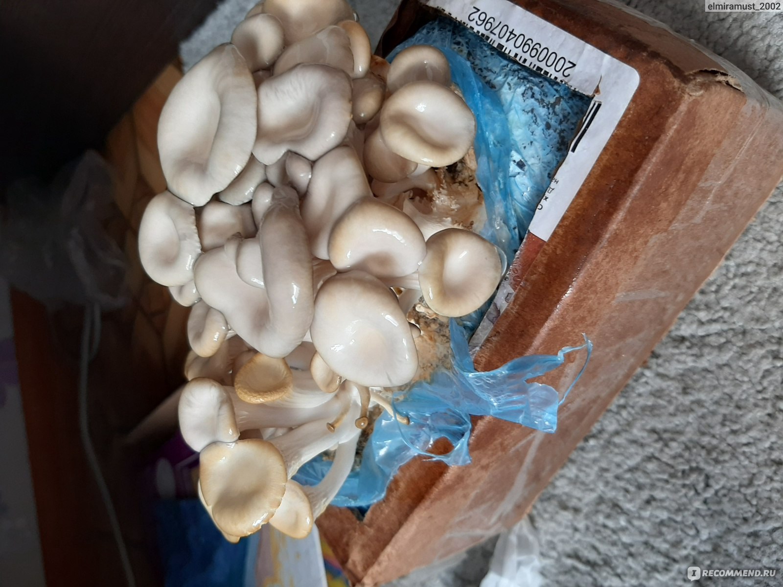 Выращивание грибов в доме и на участке