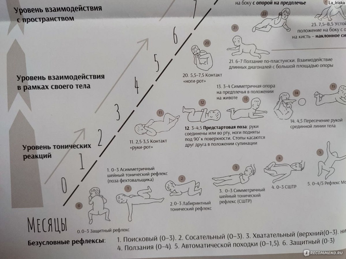 Модель развития моторных навыков