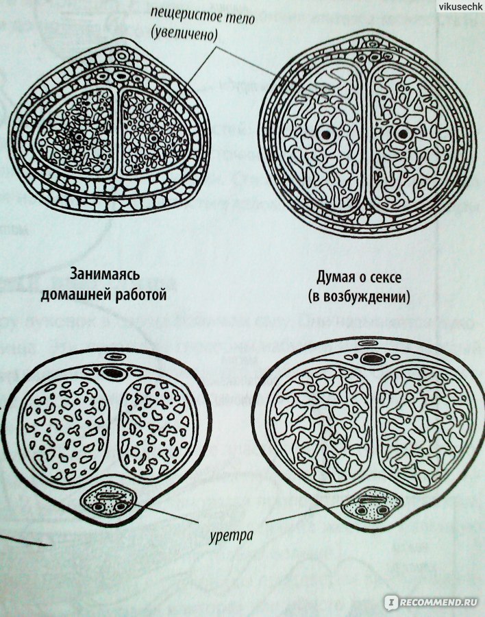 Пещеристое тело. Строение пещеристого тела и губчатого. Пещеристое тело у мужчин строение. Губчатое и пещеристое тело полового члена.