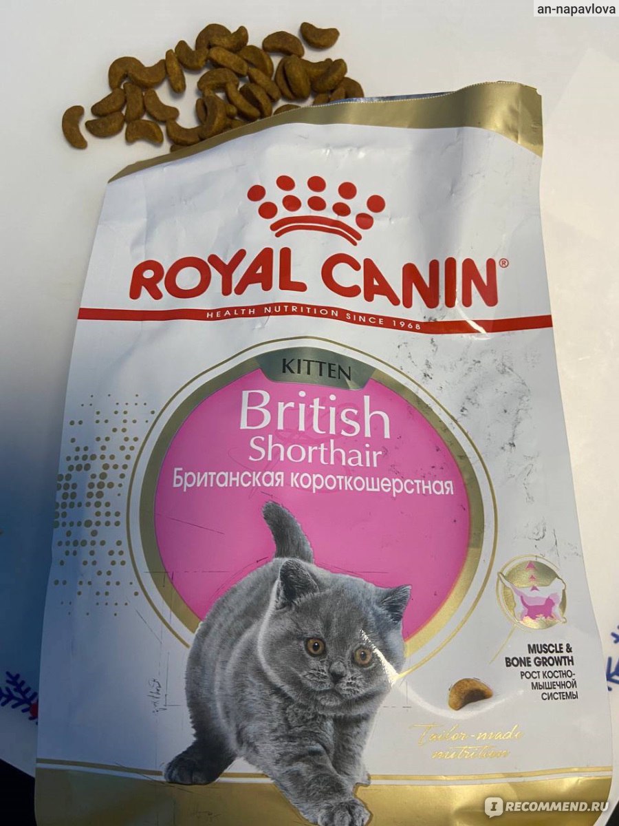 Royal canin british. Роял Канин Бритиш для кошек. Роял Канин Бритиш Киттен Шортхэйр. Роял Канин для британцев 400 400. Royal Canin Британская короткошерстная.