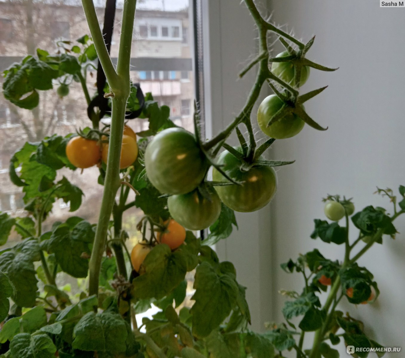 Помидоры черри (томаты) - «Урожай помидоров черри на подоконнике. 🍅🥗  Рецепт безумно вкусного и красивого греческого салата» | отзывы