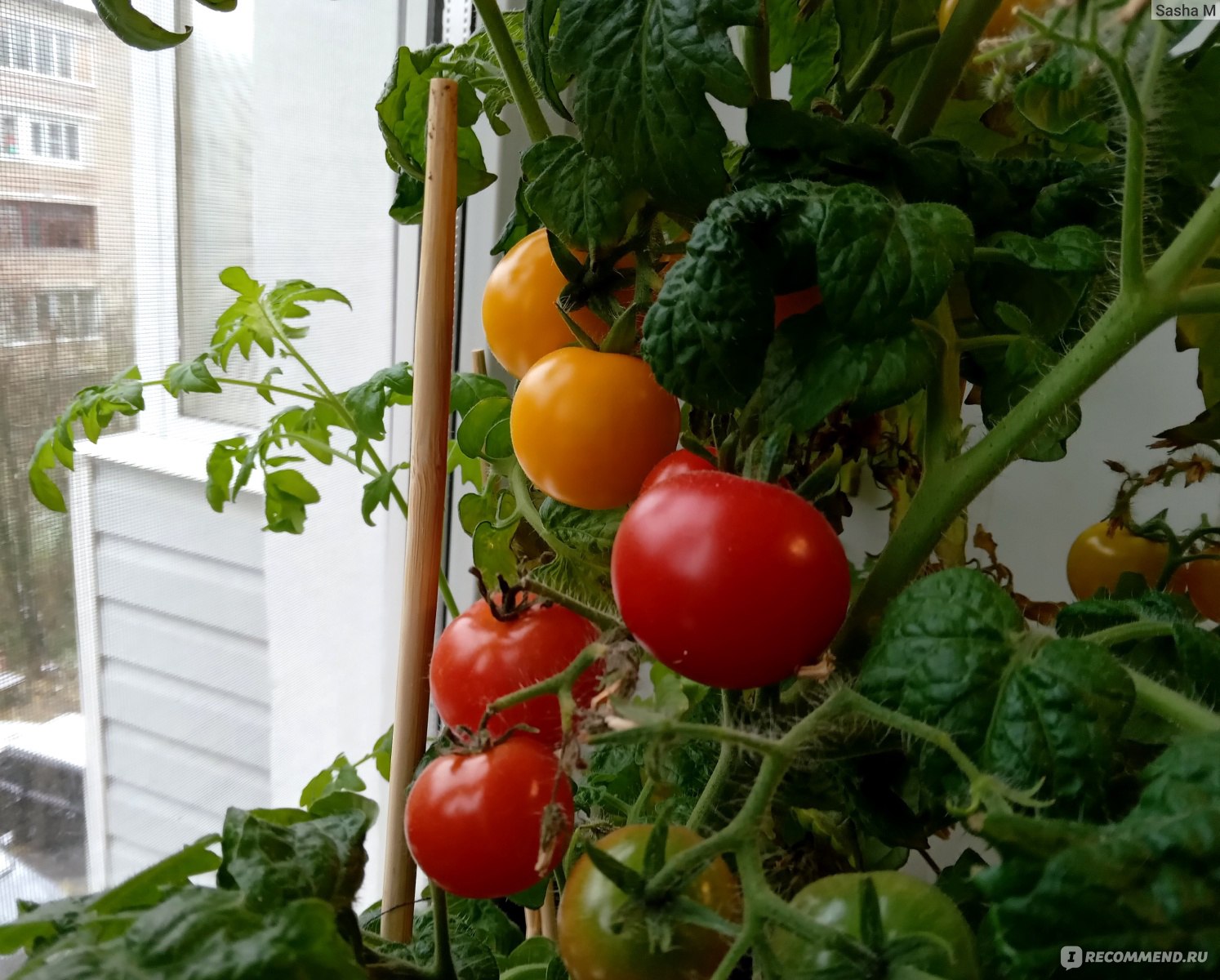 Помидоры черри (томаты) - «Урожай помидоров черри на подоконнике. 🍅🥗  Рецепт безумно вкусного и красивого греческого салата» | отзывы