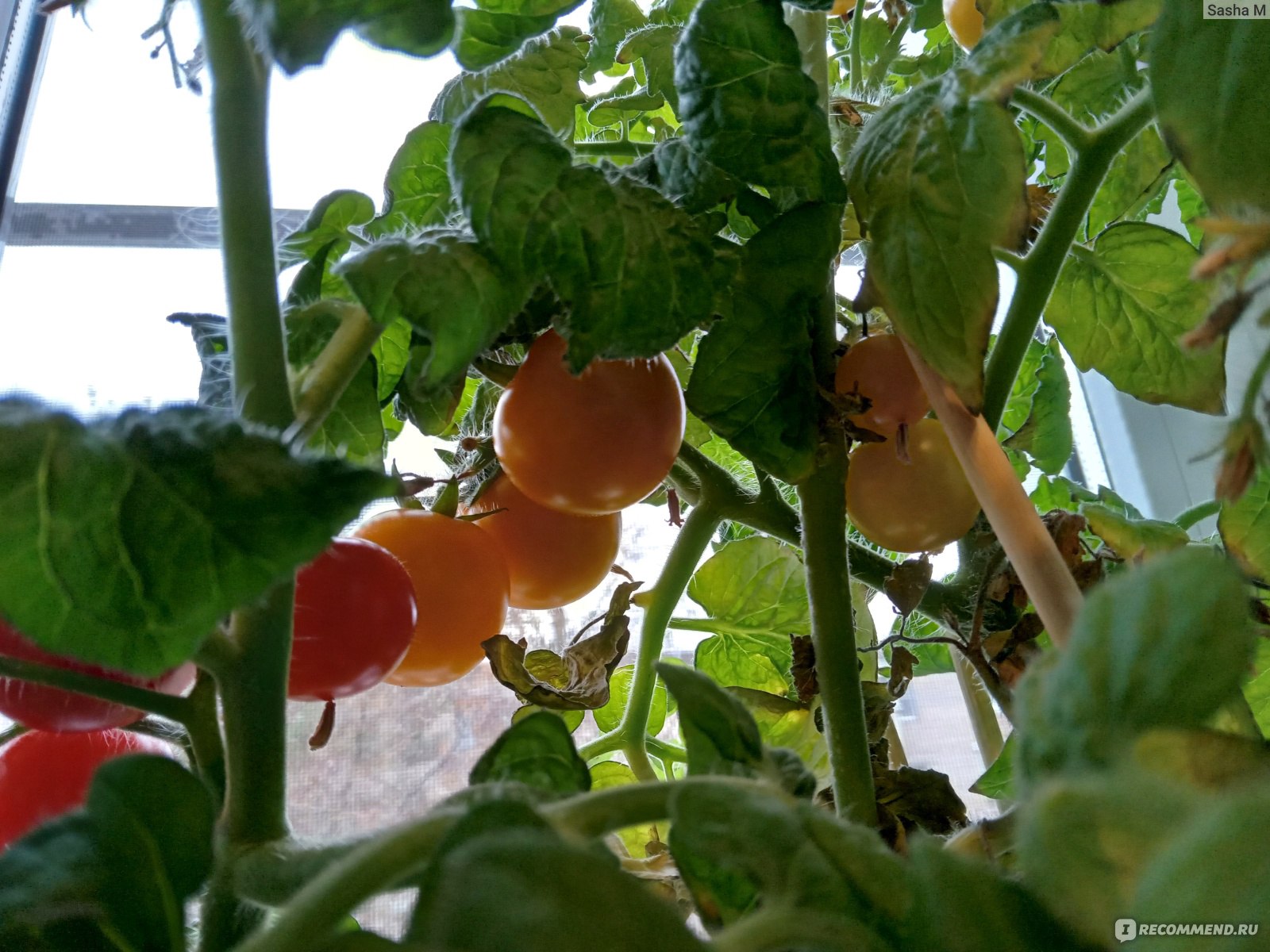 Помидоры черри (томаты) - «Урожай помидоров черри на подоконнике. 🍅🥗  Рецепт безумно вкусного и красивого греческого салата» | отзывы