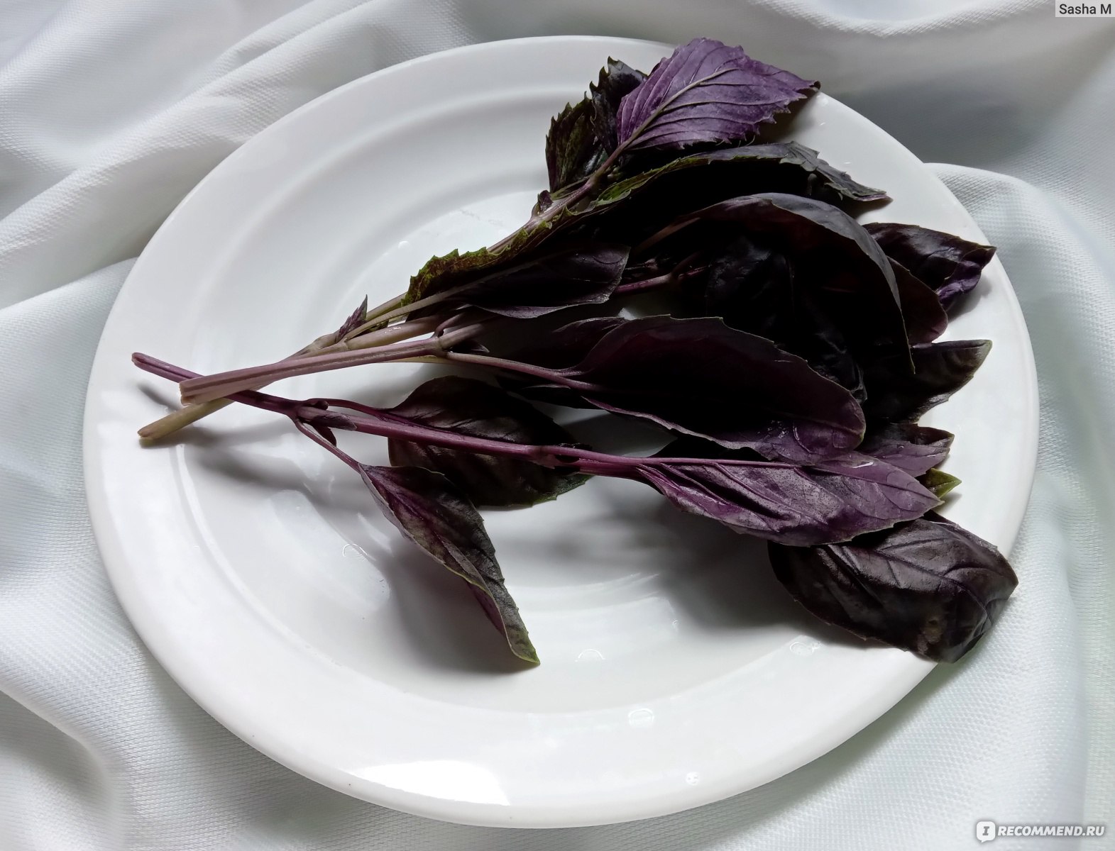 Зелень Базилик - «Рецепт простого и очень вкусного салата с базиликом.  🌿🍅Польза и вред: кому нельзя злоупотреблять?» | отзывы