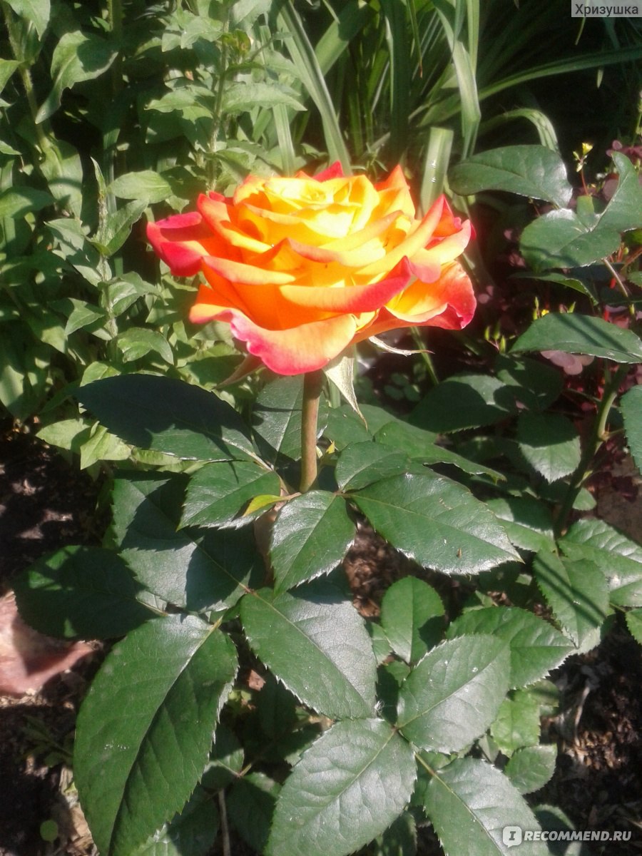 Сорт розы Хай Мэджик