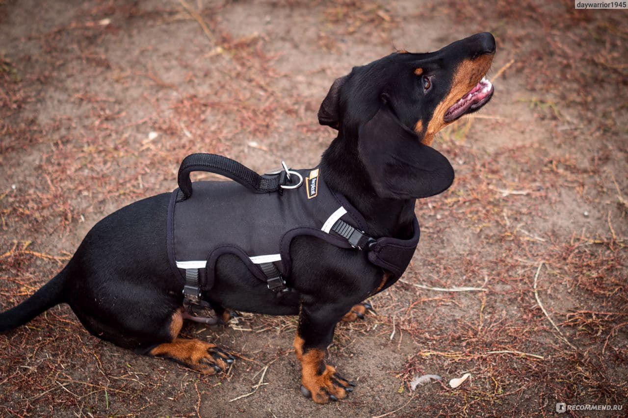 Такса / Dachshund - «Такса как лучший друг и член семьи.» | отзывы