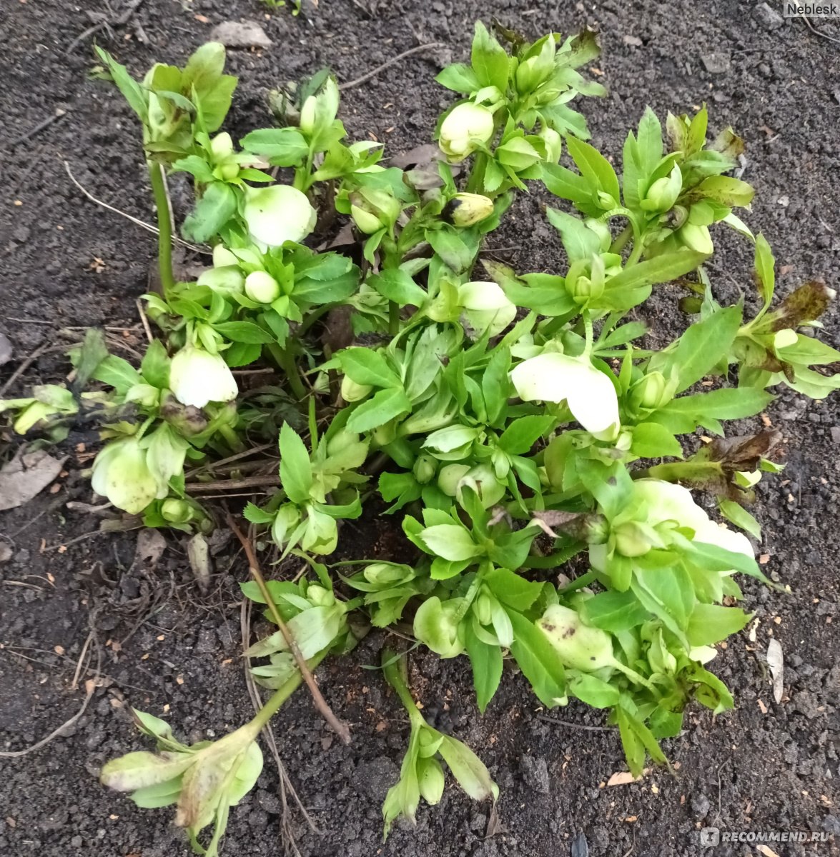 Морозник ( Helleborus) - «Первый весенний букет в вашем саду, который  привлечет всех пчёл с округи.» | отзывы