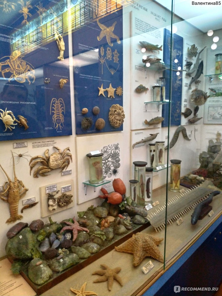 биологический музей экспонаты