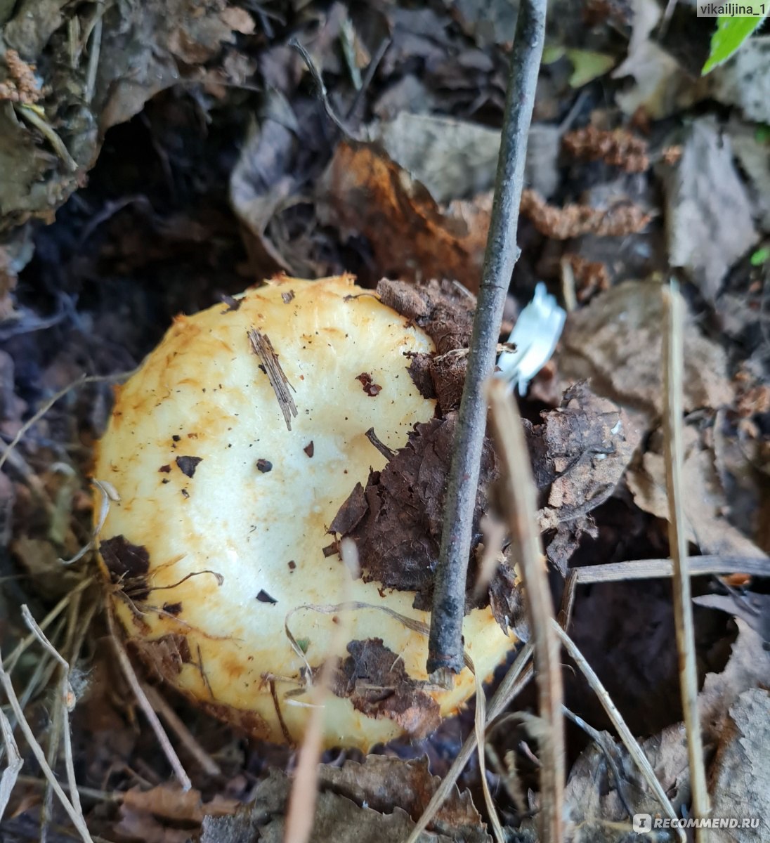 Грузди грибы