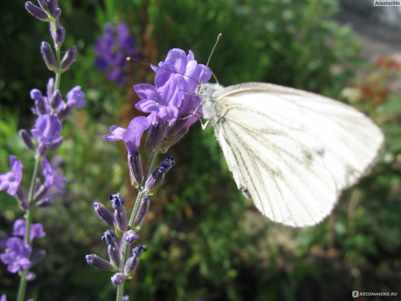 Лаванда узколистная (английская) Lavandula Angustifolia - «Красивая,  ароматная, полезная. » | отзывы