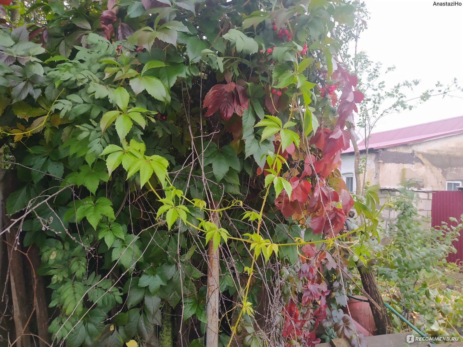 Девичий виноград пятилисточковый ( Parthenocíssus quinquefolia) -«Пожалейте своих соседей, не сажайте это на участке! »