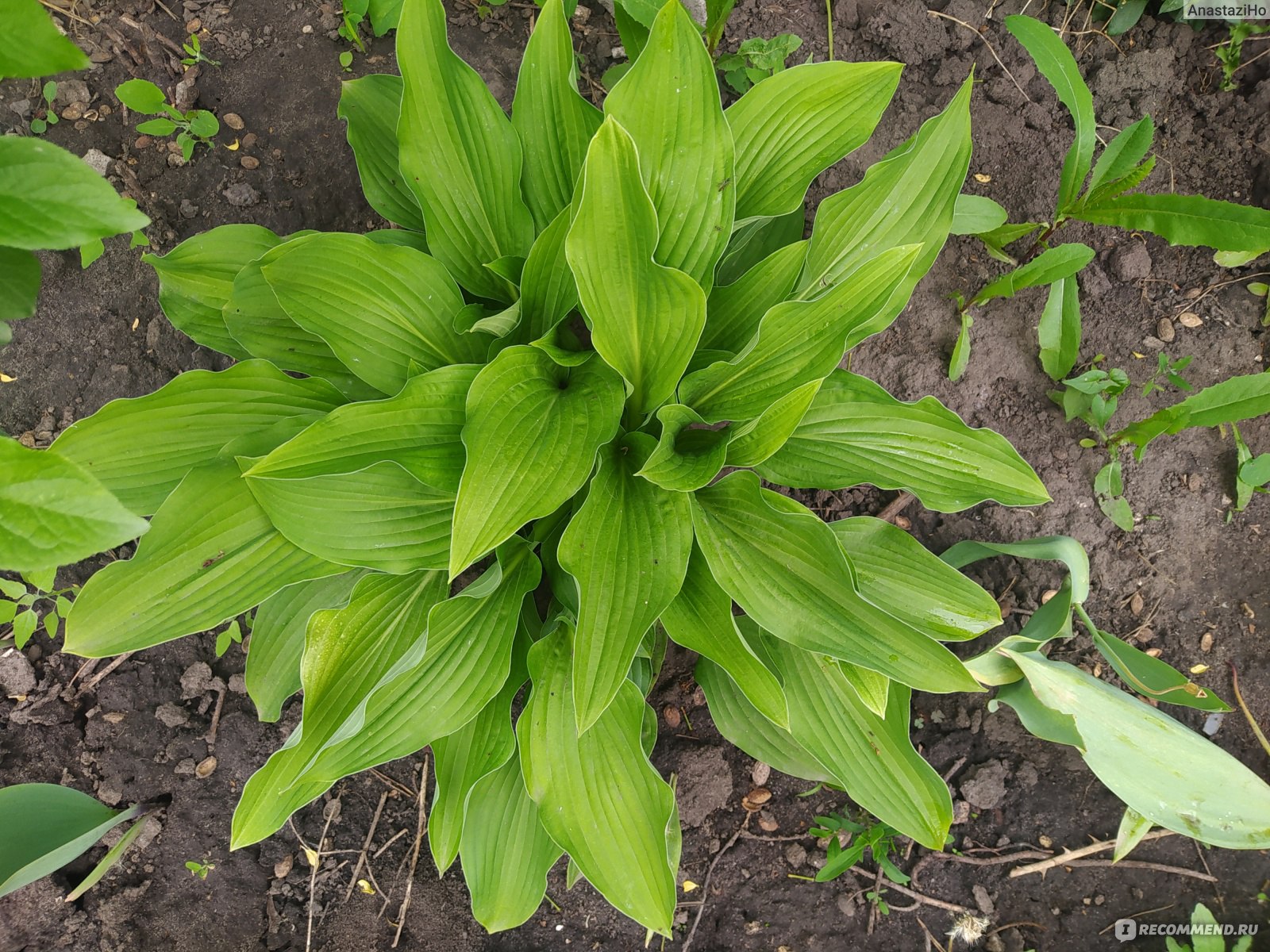 Хоста (Hosta) - «Терпеть не могла эти лопухи, а потом поймала себя на  мысли, что стала разводить их в своём саду. » | отзывы