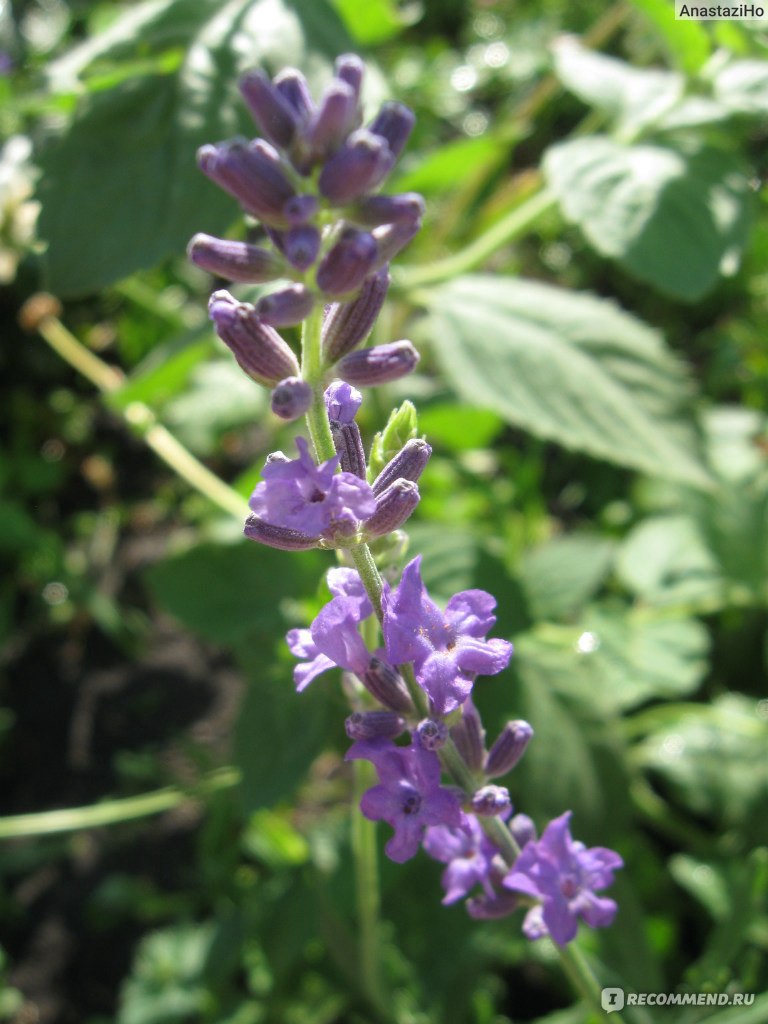 Лаванда узколистная (английская) Lavandula Angustifolia - «Красивая,  ароматная, полезная. » | отзывы