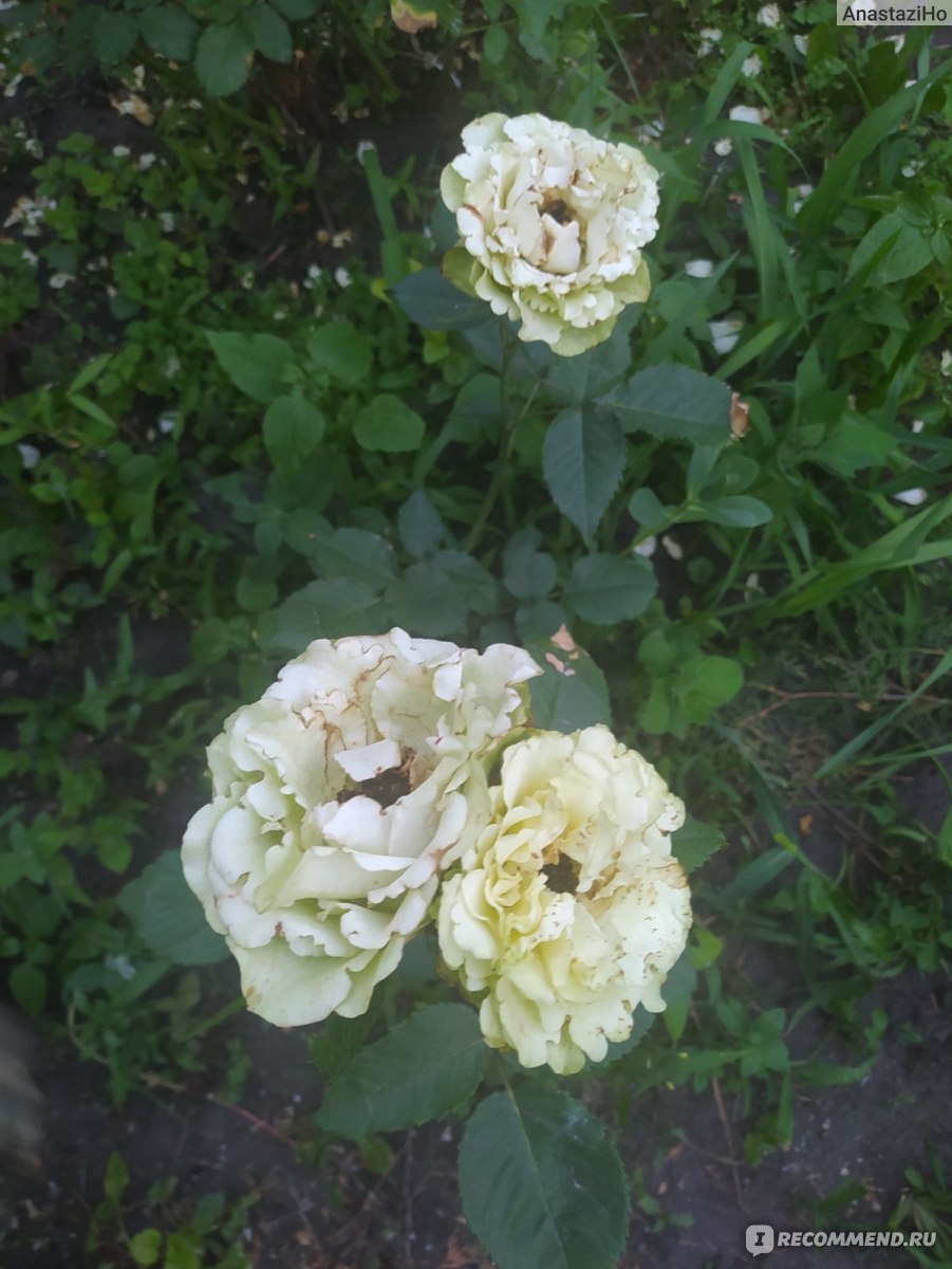 Роза Метаморфоза Чеховский сад