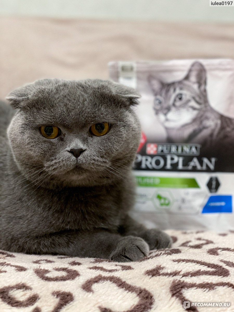 Purina Pro plan Сухой корм Для кастрированных кошек с кроликом и курицей -  «🌱 Специализированный сухой корм для кошек, который покупаем не первый  год. Сбалансированный состав с витаминами и минералами. » | отзывы