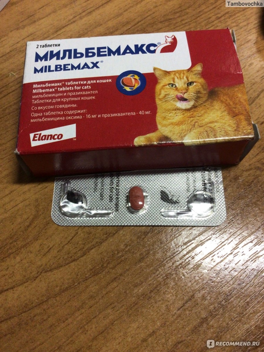 Антигельминтики Elanco Мильбемакс (MILBEMAX) - «Как правильно давать кошке  Мильбемакс - особенности дегельминтизации британской лиловой  короткошерстной» | отзывы