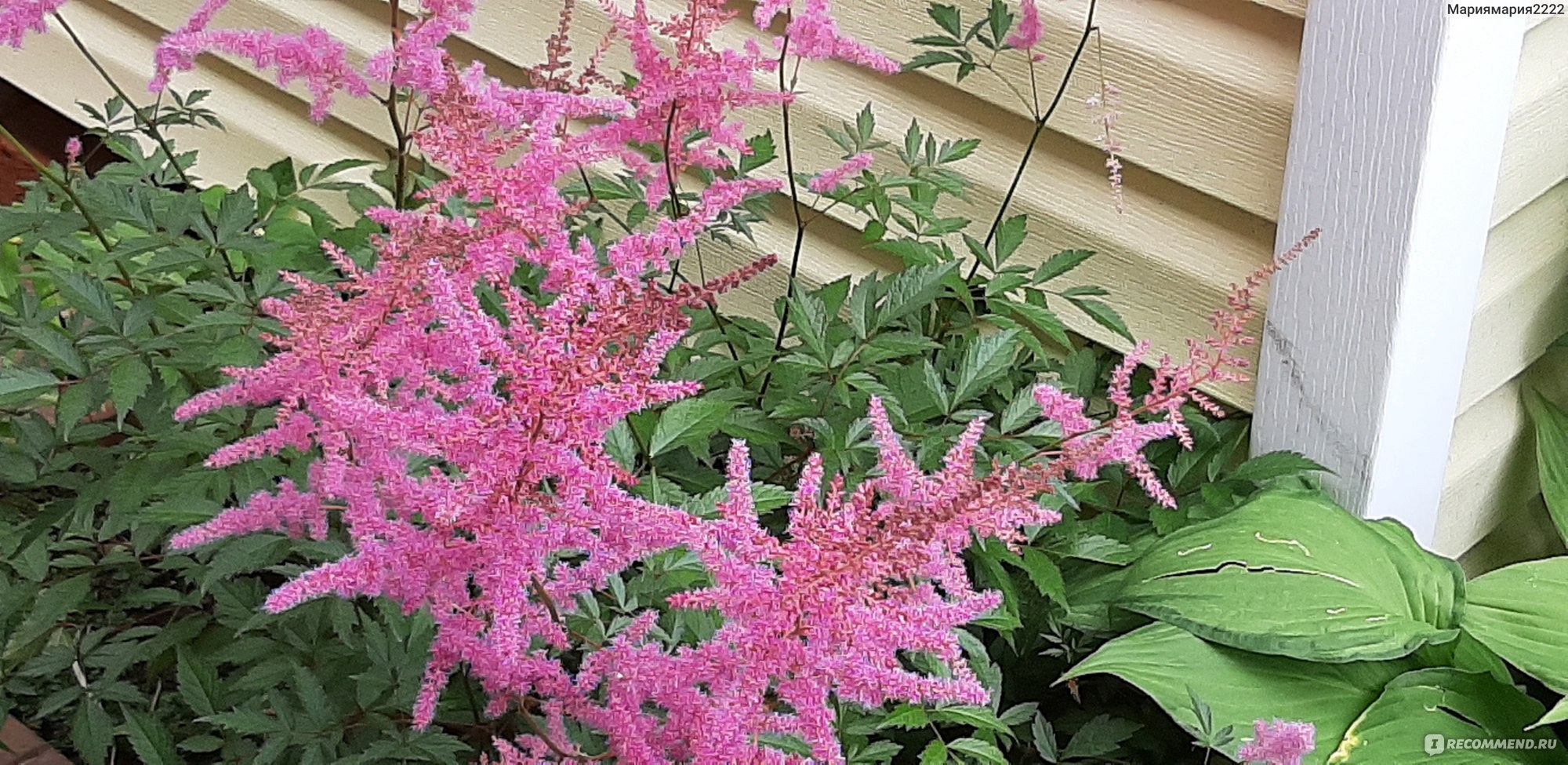 Астильба (ASTILBE) - «Астильба. Многолетнее неприхотливое растение. Цветет  красивыми метелками и не требует особого ухода. » | отзывы