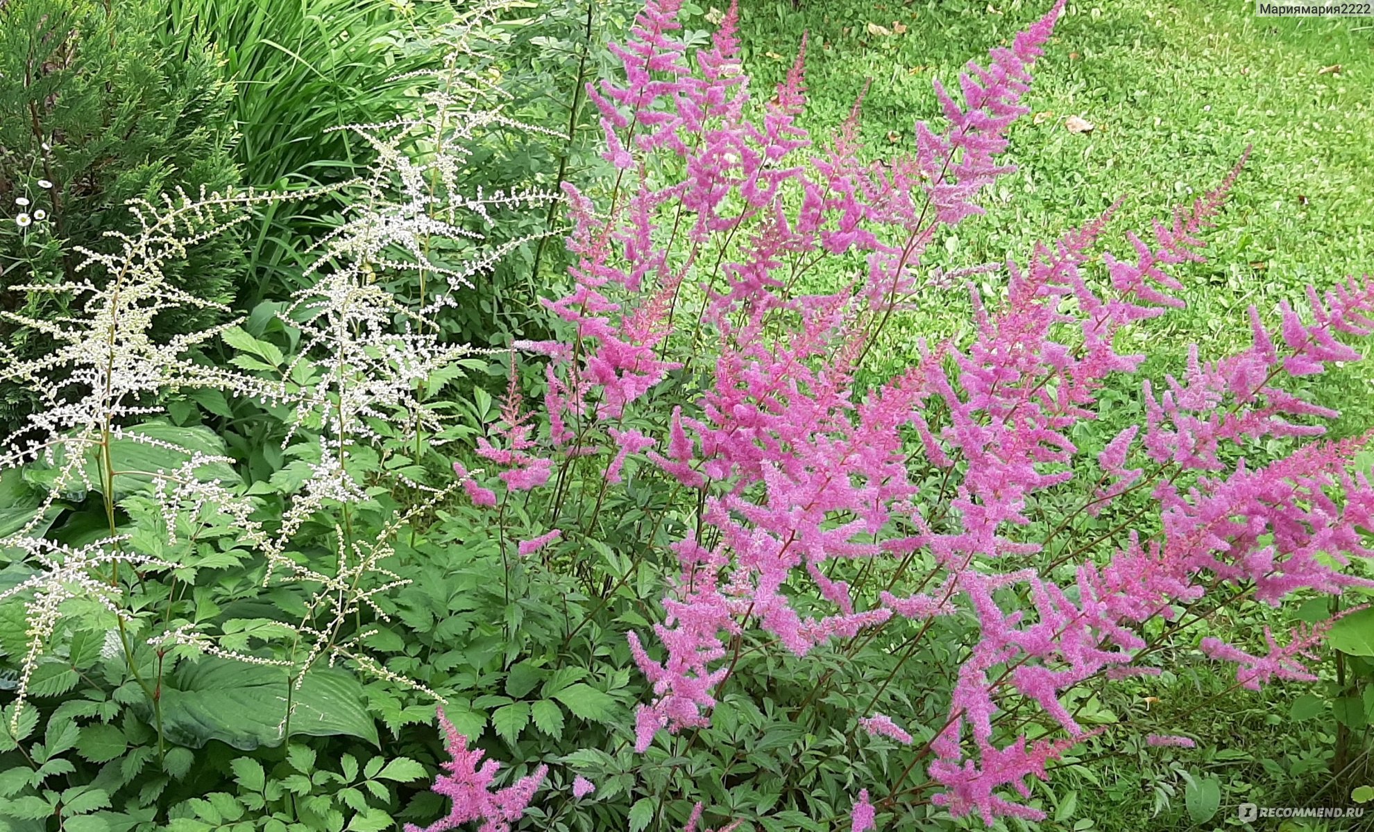 Астильба (ASTILBE) - «Астильба. Многолетнее неприхотливое растение. Цветет  красивыми метелками и не требует особого ухода. » | отзывы